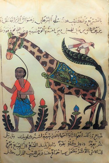 A colored drawing of a man leading a giraffe.