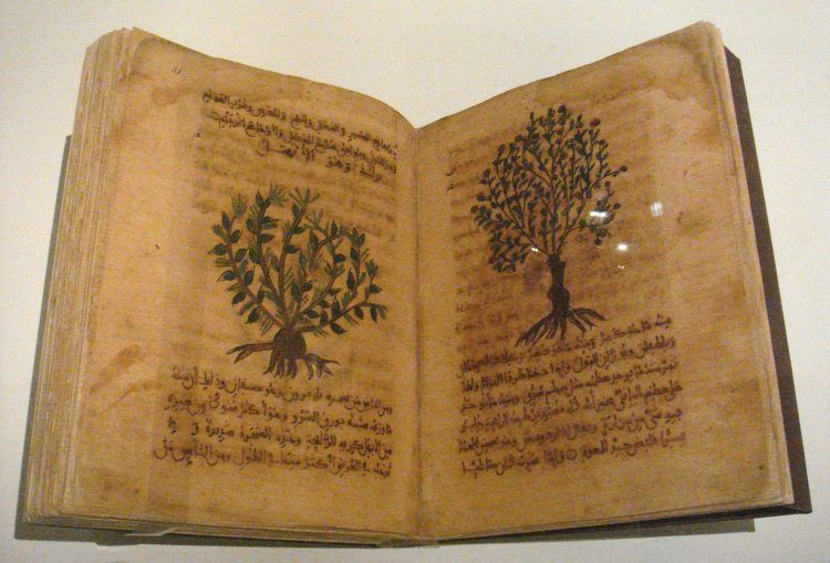 Open book with drawings of a large plant on each page and Arabic text.