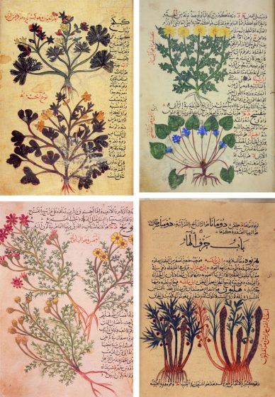 Four pages of a book, each featuring a plant with Arabic writing around the illustration.