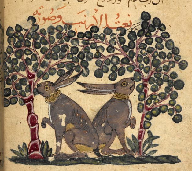 A colored drawing of two rabbits eating plants.